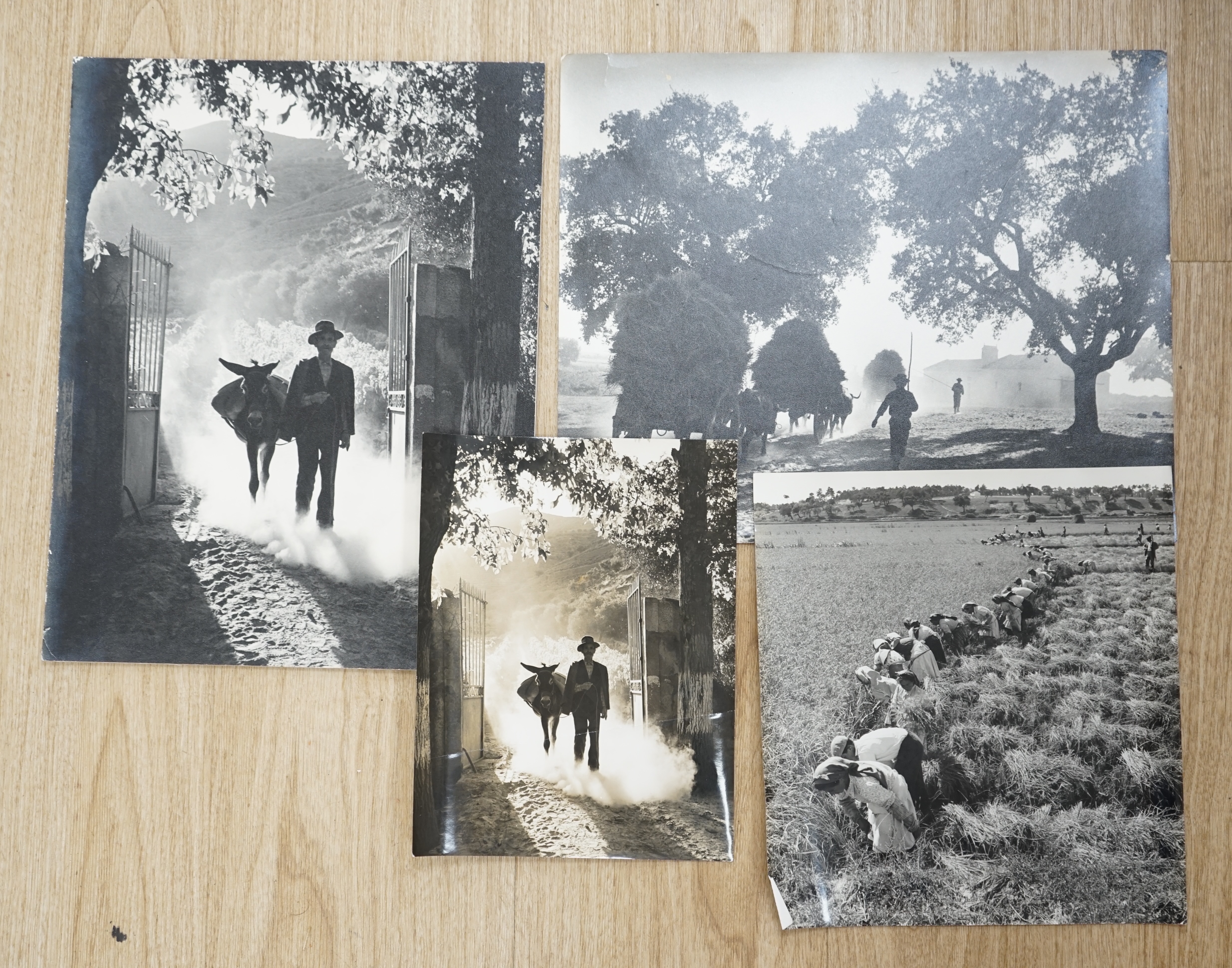 Bert Hardy, four black and white photographs including ‘Portuguese Rice Harvest’, each stamped verso, one with details, 36 x 29cm, unframed. Condition - fair